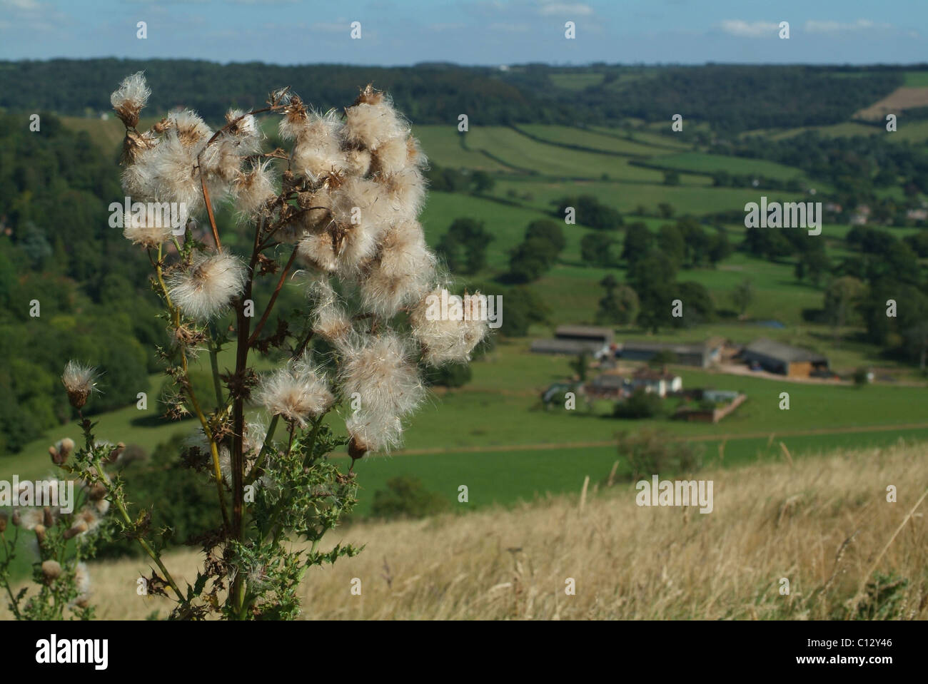 Cardo sulla cima di una collina che si affaccia su di una azienda agricola Foto Stock