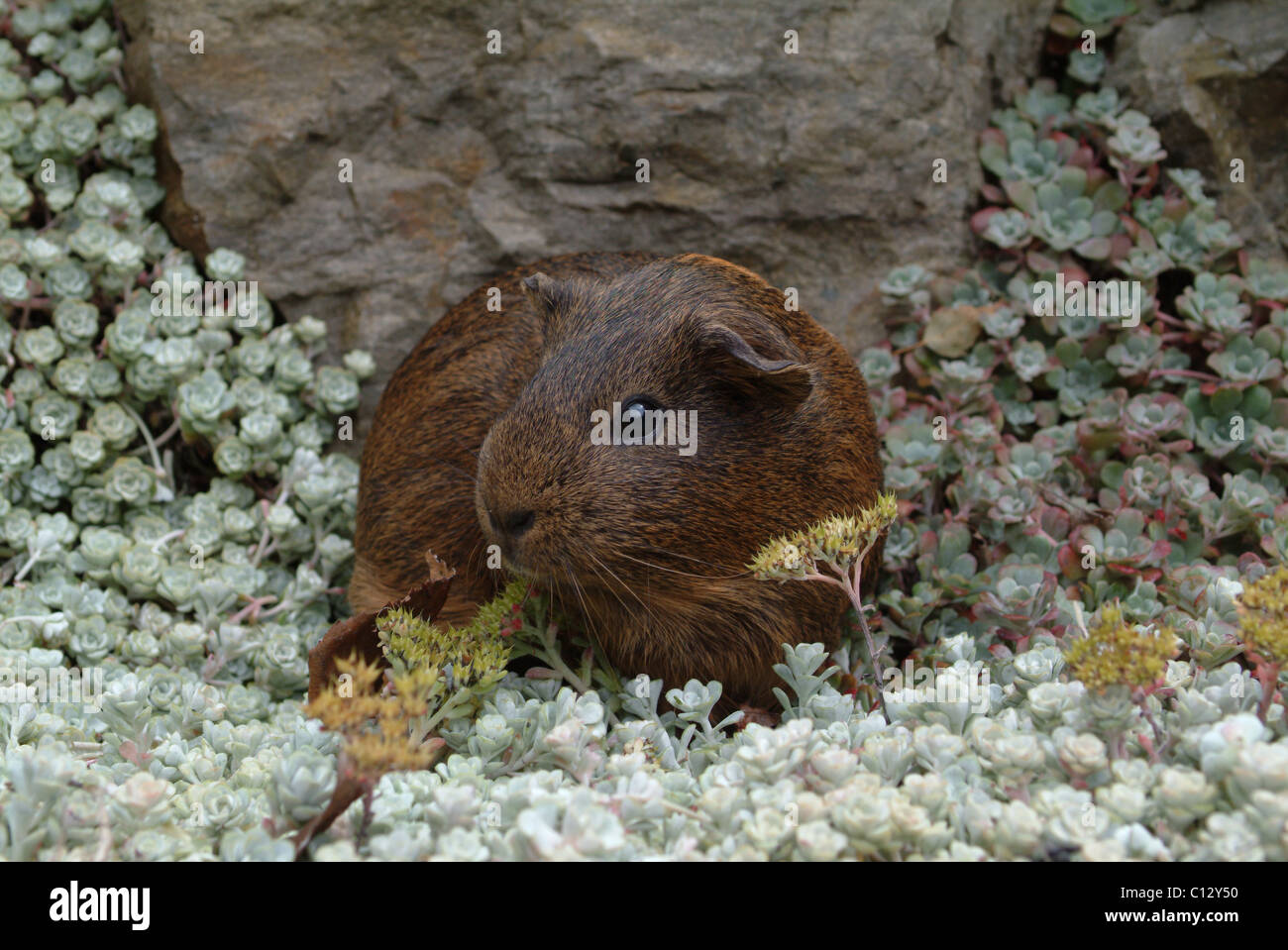 Cavia dell'animale domestico Foto Stock