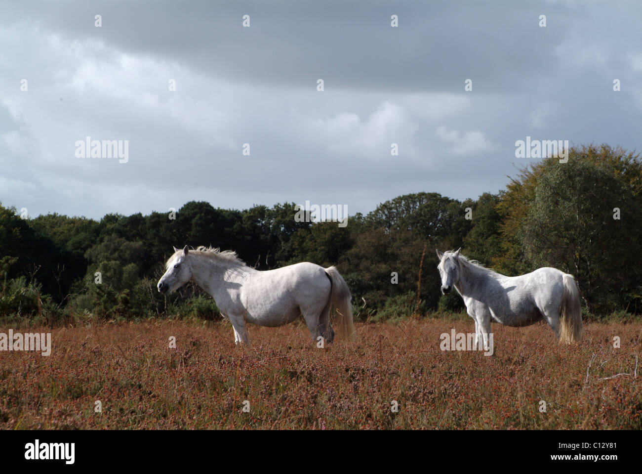 Due New Forest pony nel parco Foto Stock