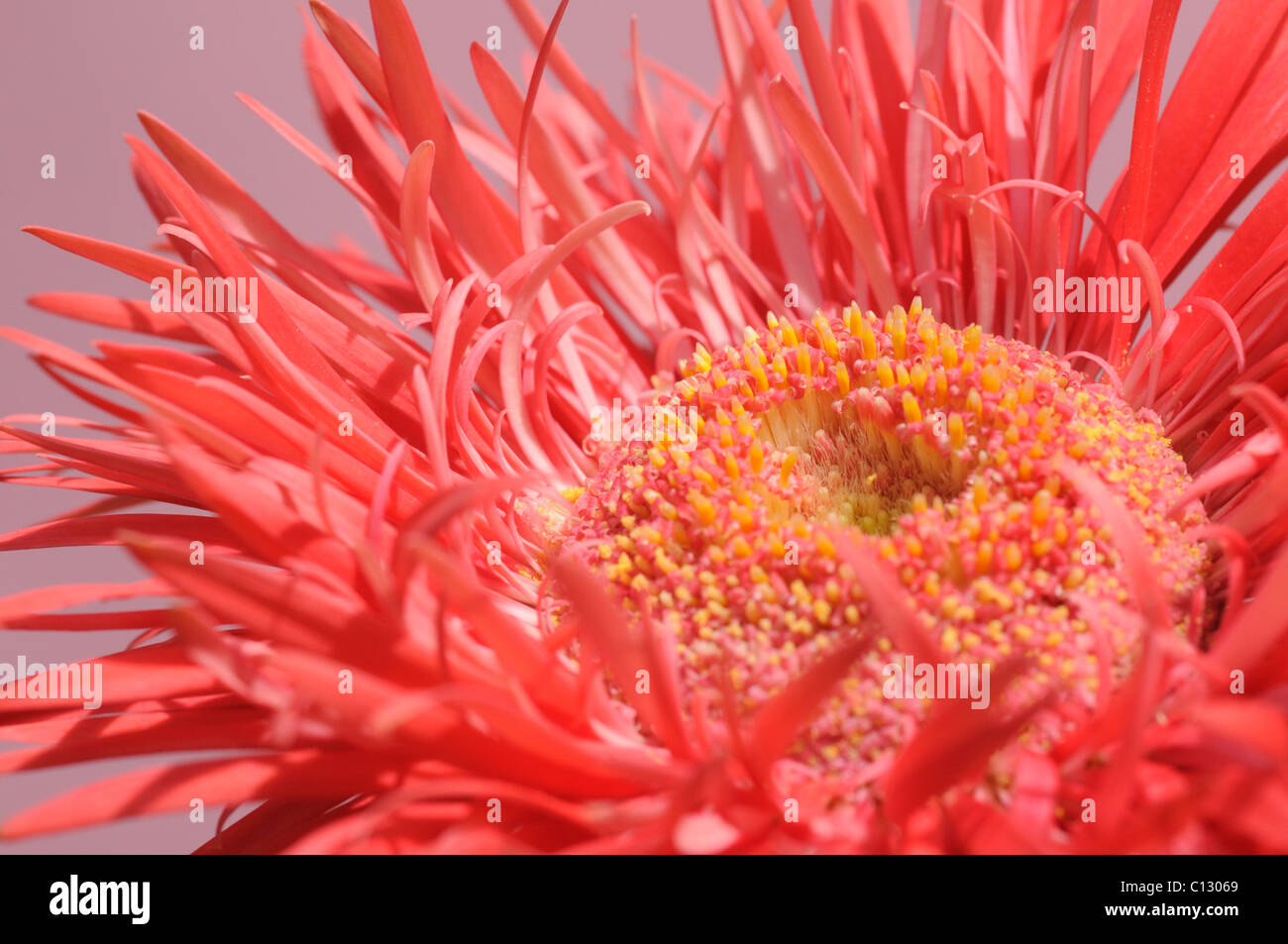 Gerbera fiore Foto Stock