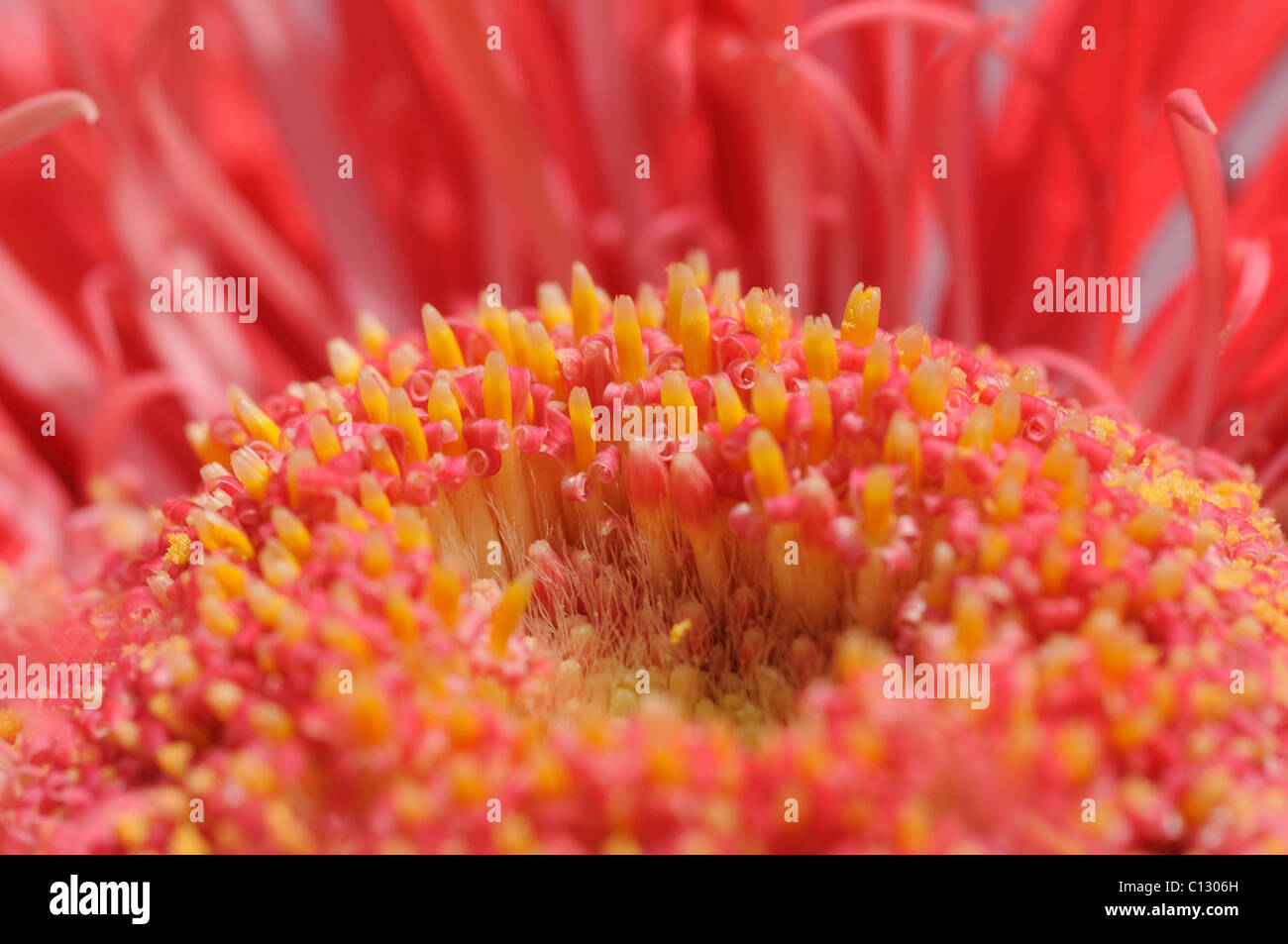 Gerbera fiore Foto Stock
