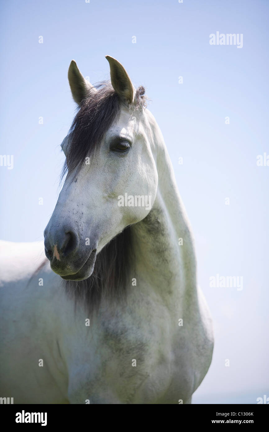 Ritratto di White Horse Foto Stock