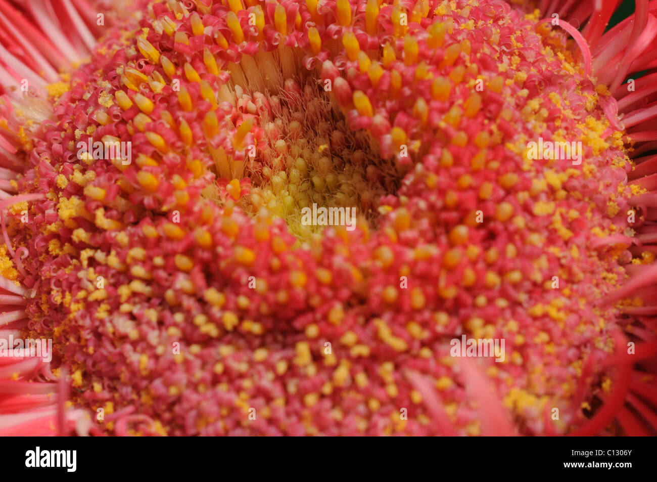 Centro di un fiore di gerbera Foto Stock