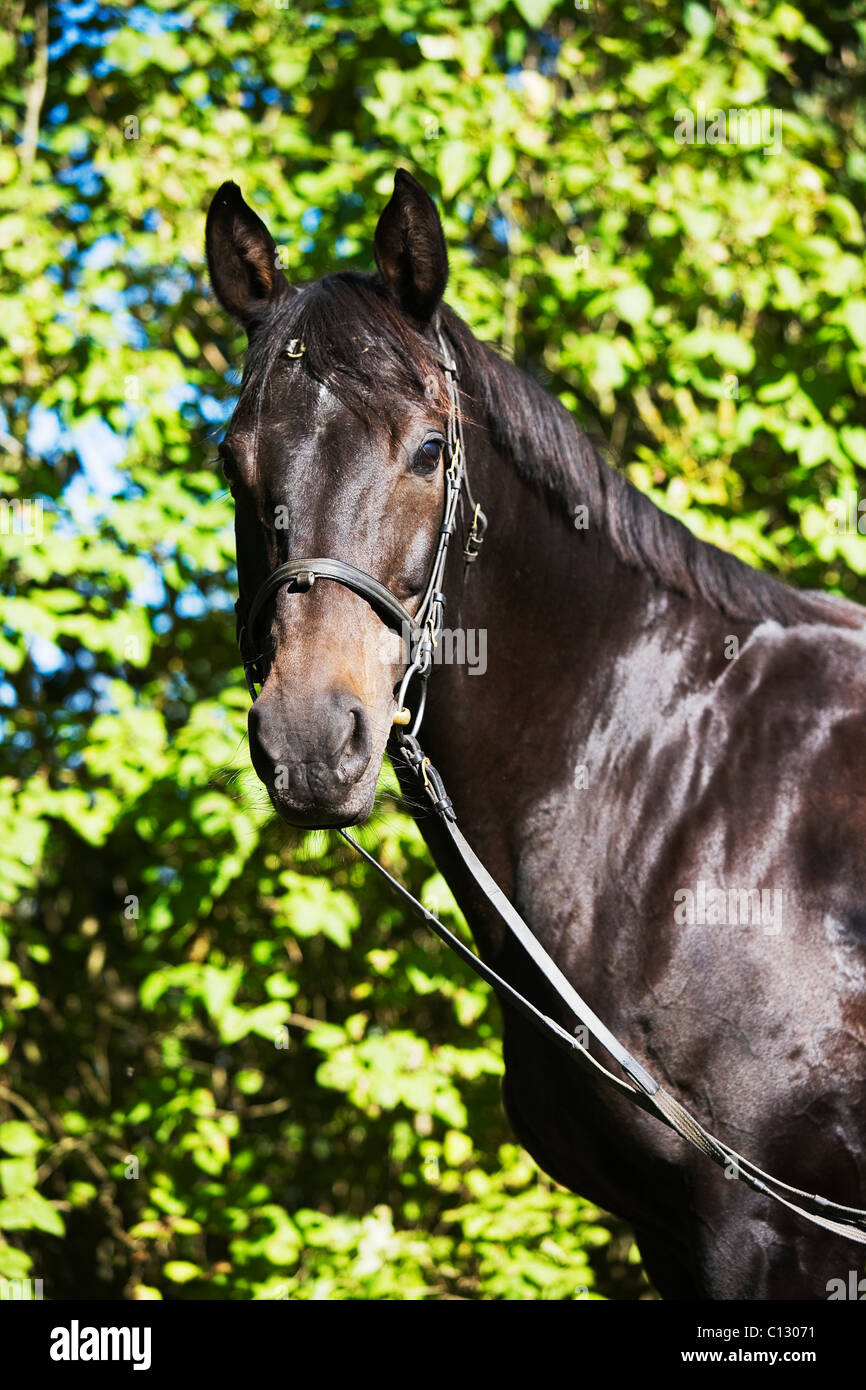 Ritratto di cavallo marrone Foto Stock