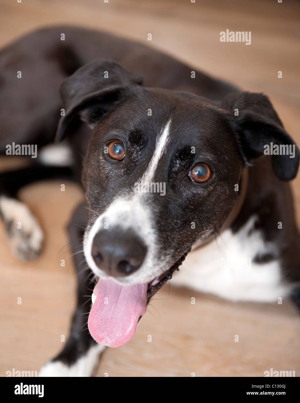 Ritratto di cane nero Foto Stock