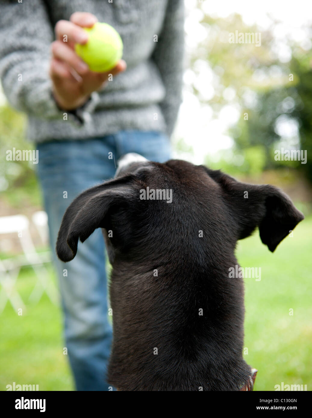 Vieew posteriore del cane nero in attesa per la sfera per essere gettato Foto Stock