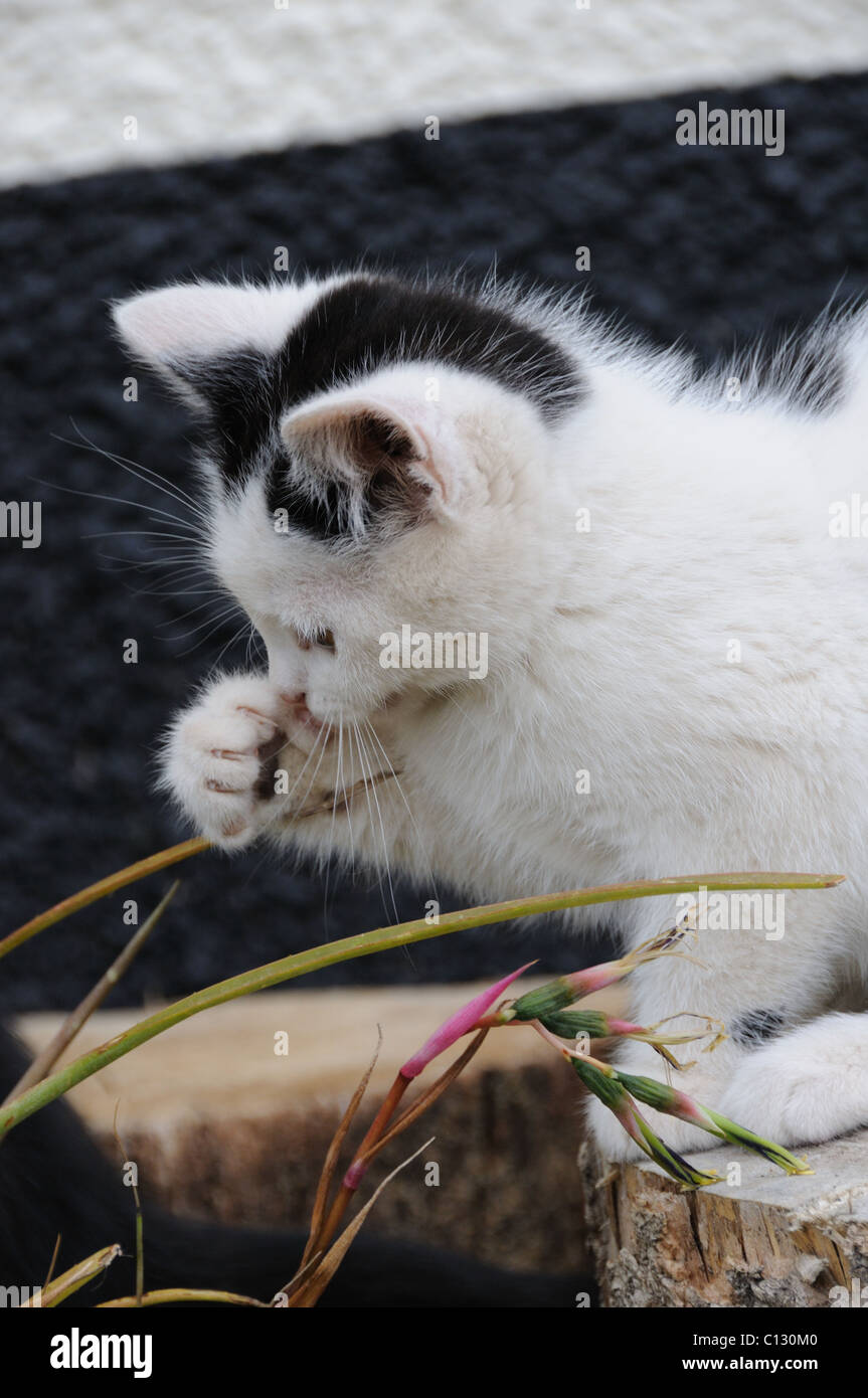 Un gattino giocando con un impianto Foto Stock