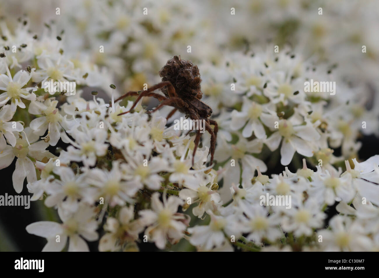 Spider su fiori bianchi Foto Stock