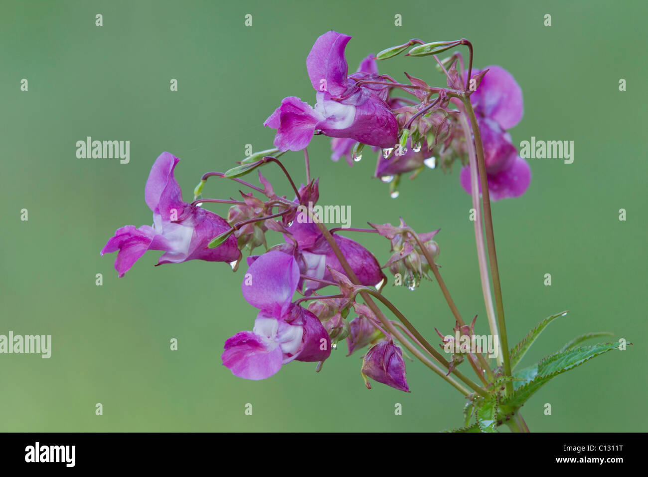 Balsamo himalayana, (Impatiens glandulifera), fiori con gocce d'acqua, Bassa Sassonia, Germania Foto Stock