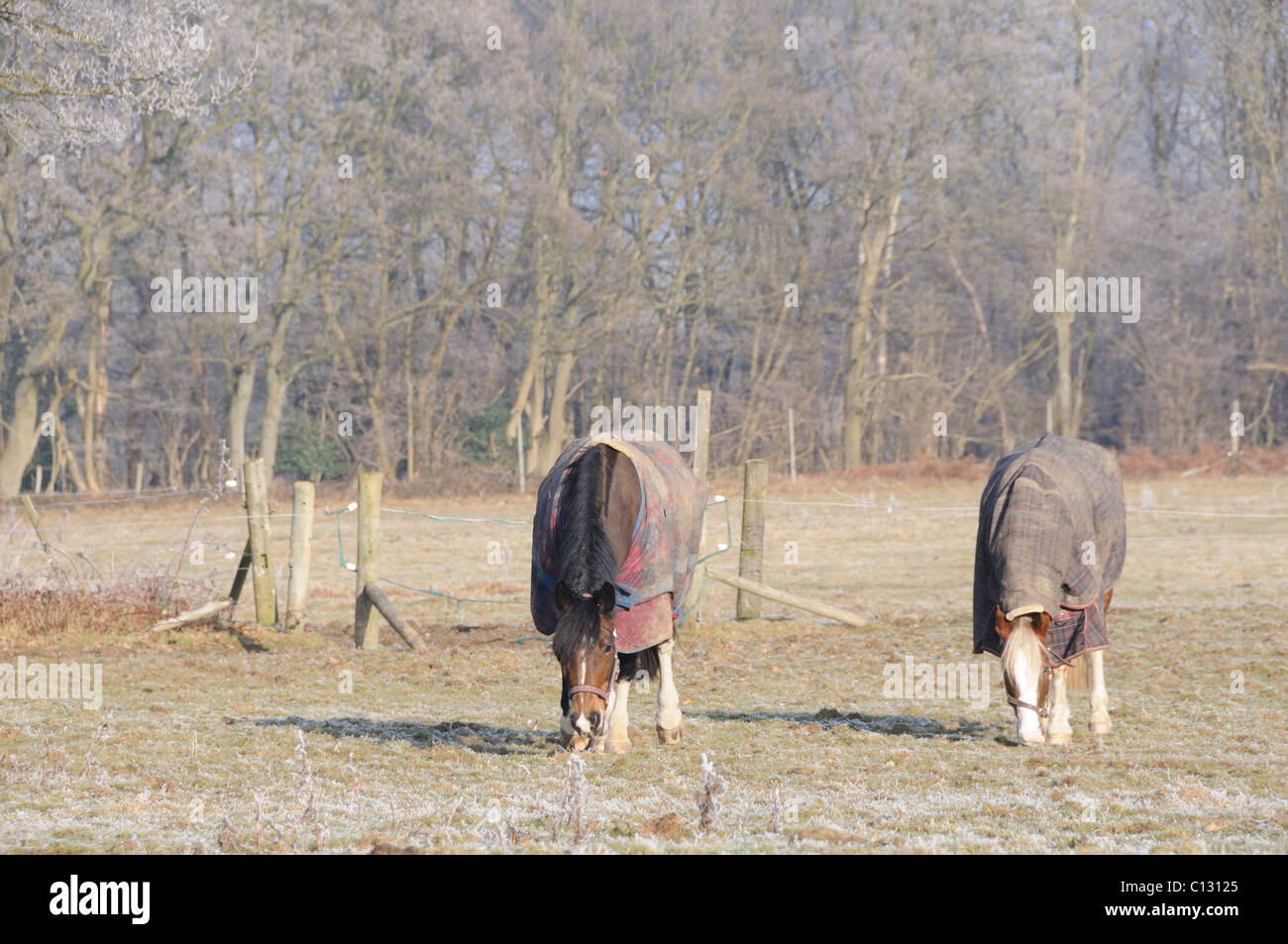 Robusti cavalli in un campo su un gelido mattino Foto Stock