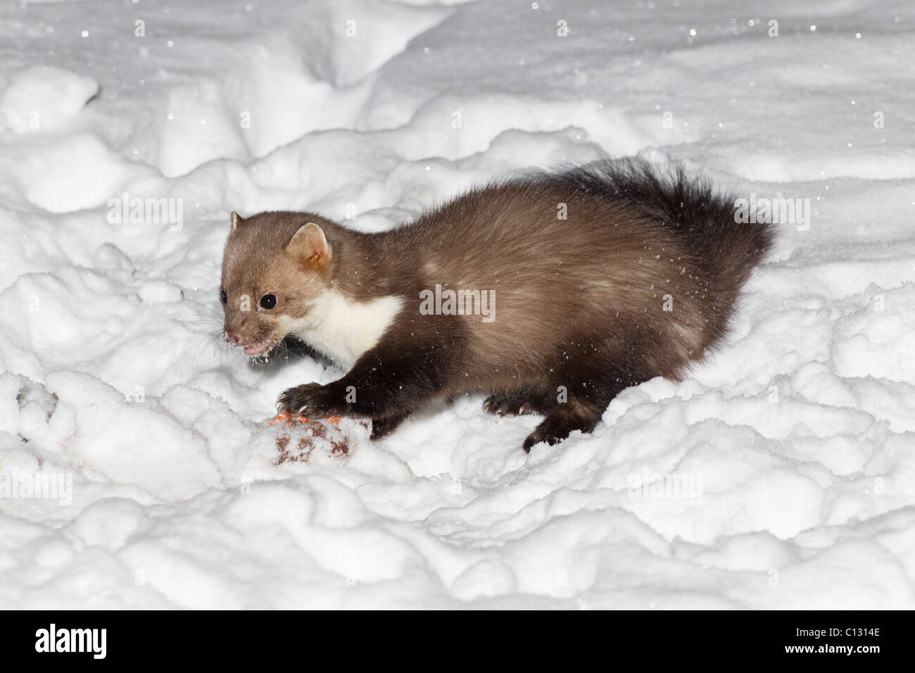 Faina / faina (Martes foina), in giardino di notte rovistando per cibo, inverno Foto Stock