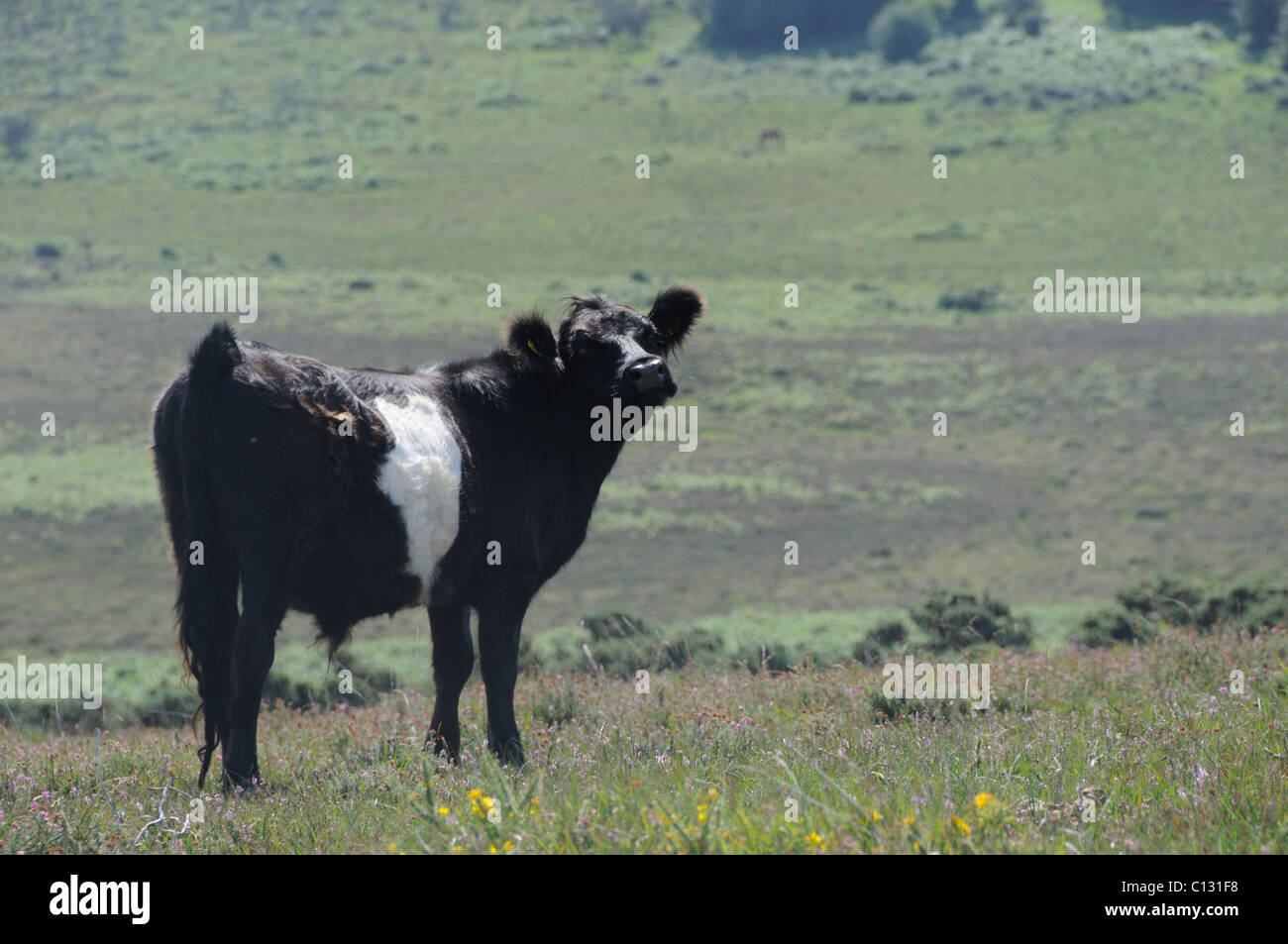 Mucca nell'erica della nuova foresta Foto Stock