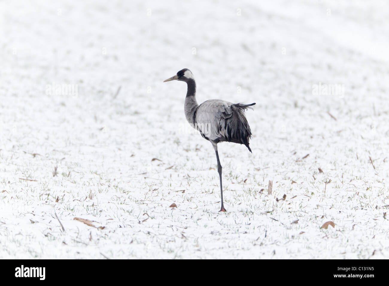 Gru comune (grus grus), appoggiato sulla coperta di neve campo, Germania Foto Stock