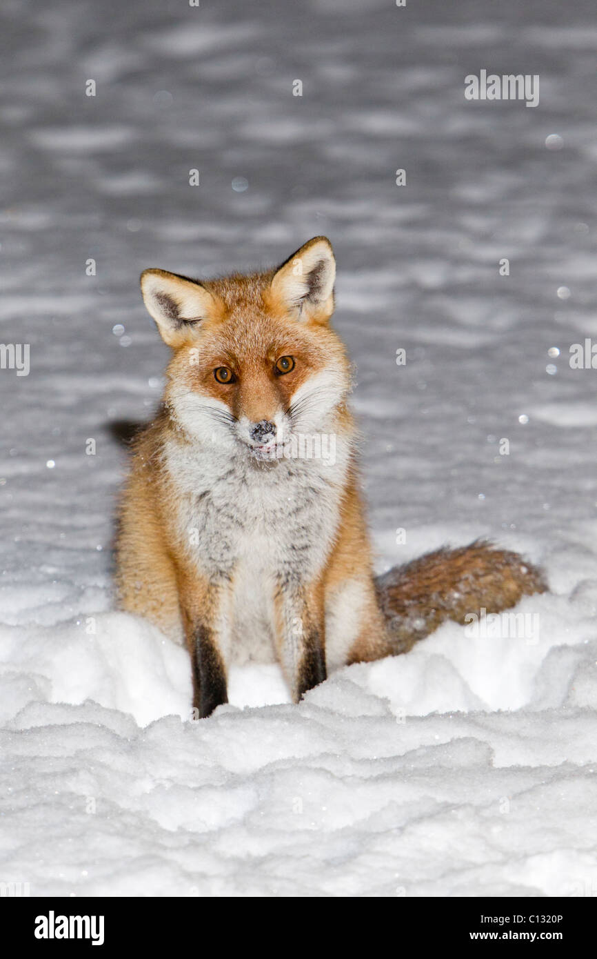Unione volpe (Vulpes vulpes), seduta in coperta di neve giardino, inverno nella neve coperto Giardino, inverno Foto Stock
