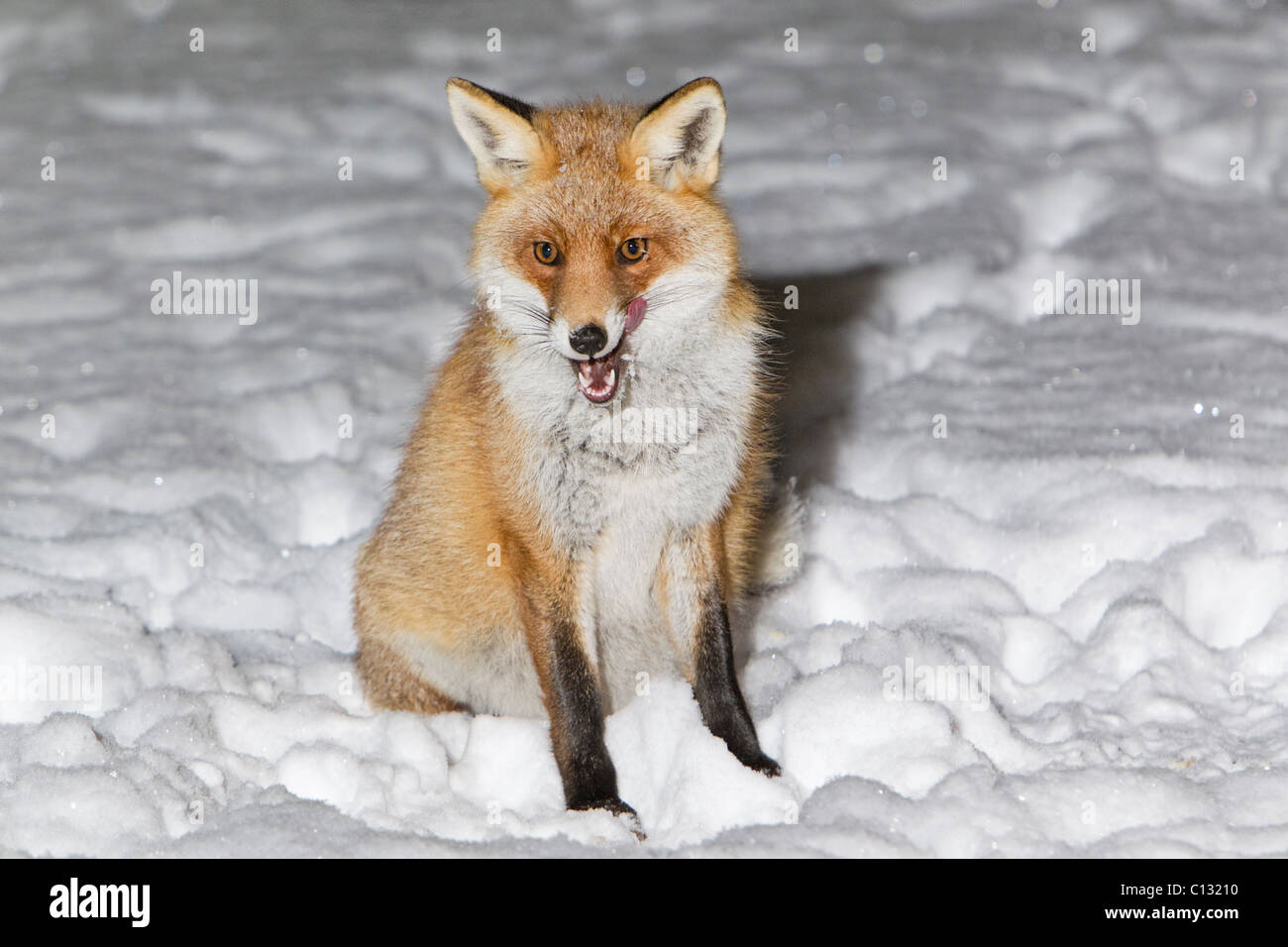 Unione volpe (Vulpes vulpes), seduta in coperta di neve giardino, inverno Foto Stock