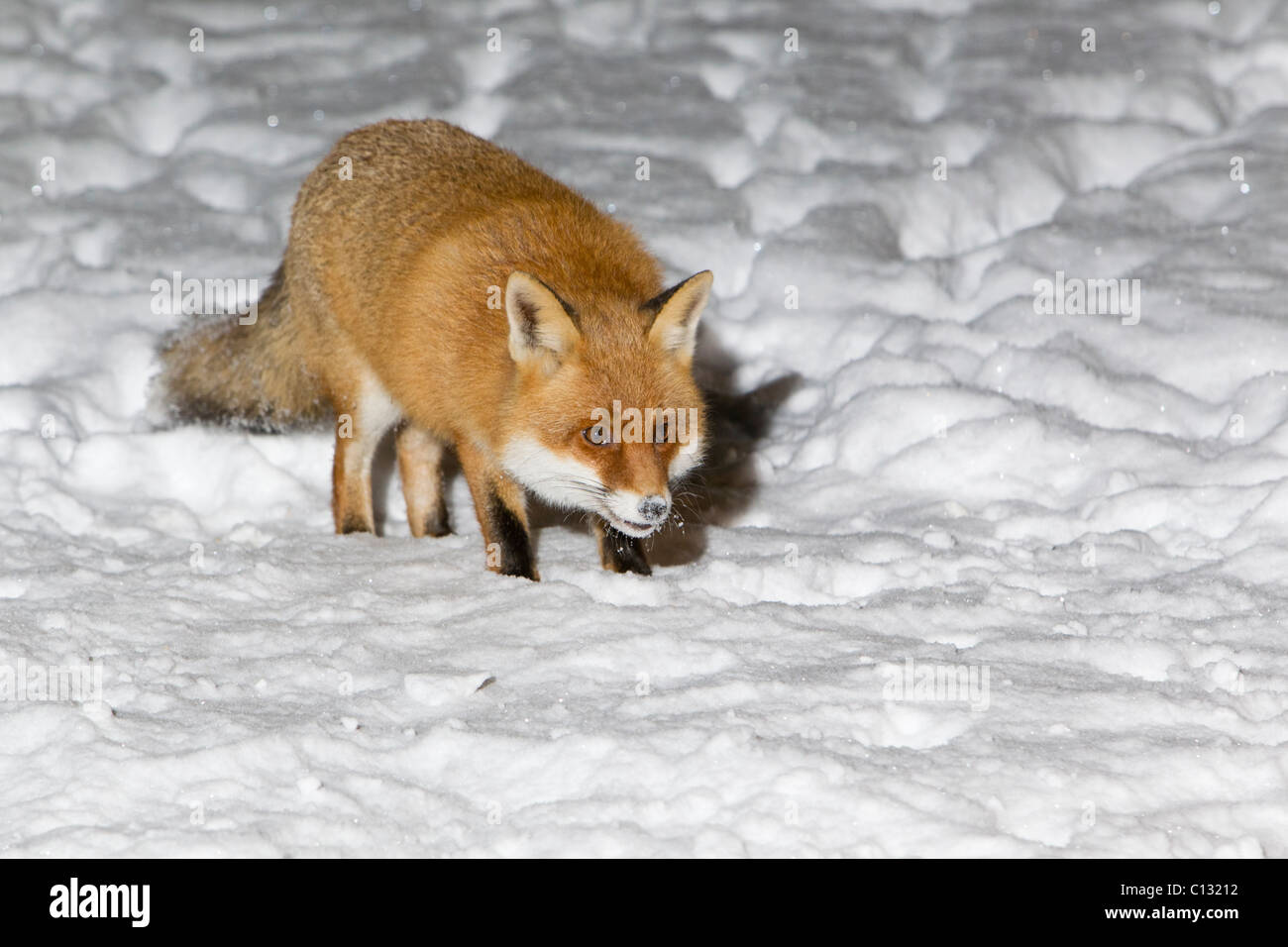 Unione volpe (Vulpes vulpes), in coperta di neve giardino, inverno Foto Stock