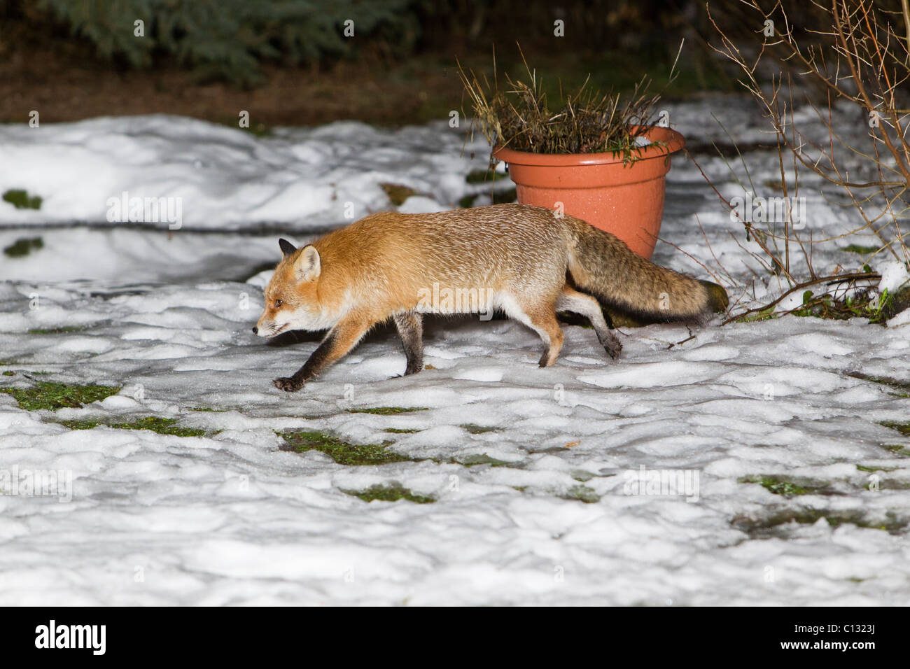 Unione volpe (Vulpes vulpes), camminando attraverso la coperta di neve giardino, inverno Foto Stock