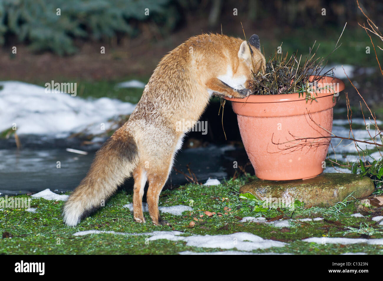 Unione volpe (Vulpes vulpes), in giardino, alla ricerca di cibo in impianti pot, inverno Foto Stock