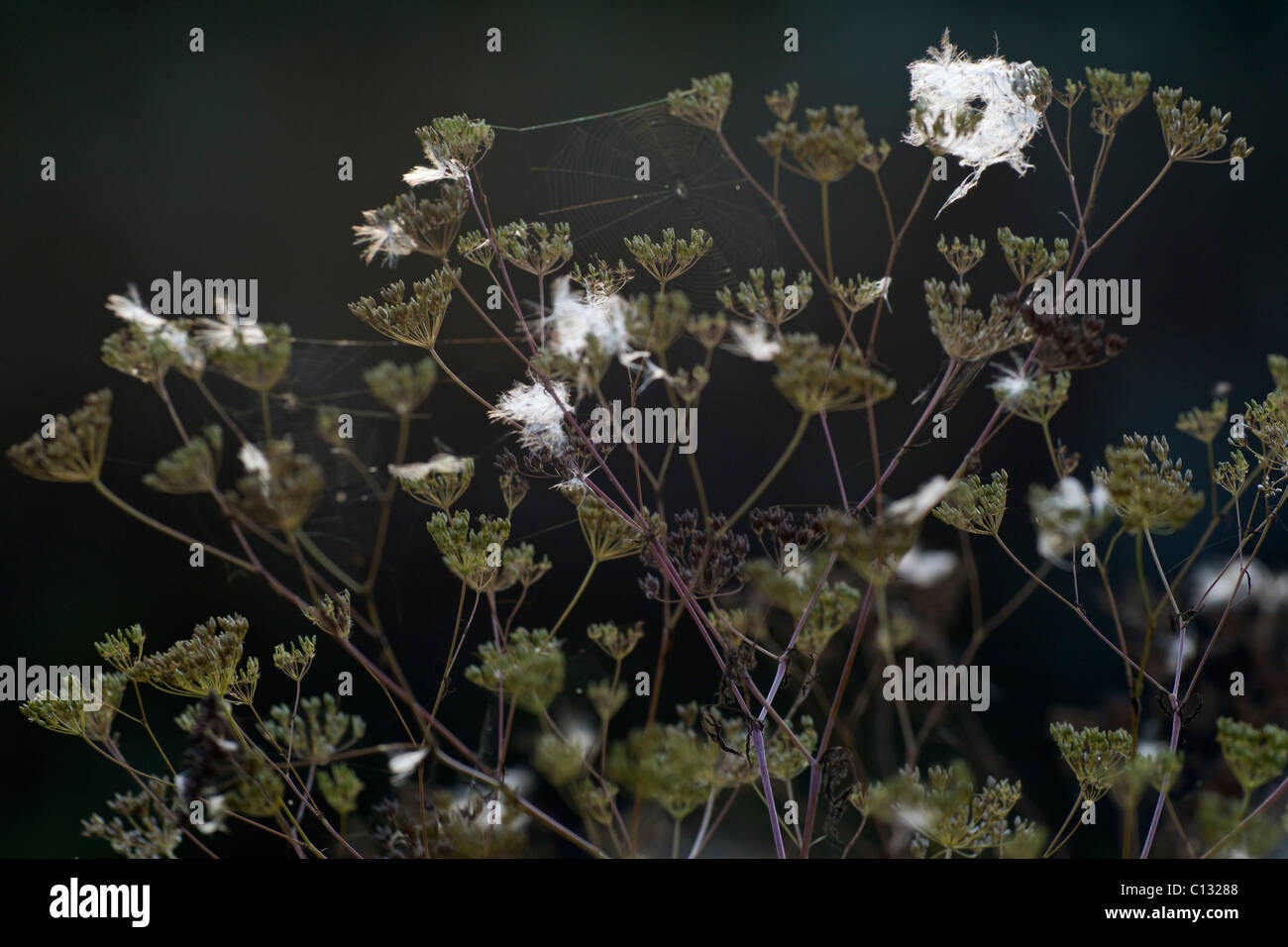 Il veleno la cicuta (Conium maculatum), teste di seme e del ragno webs, Bassa Sassonia, Germania Foto Stock