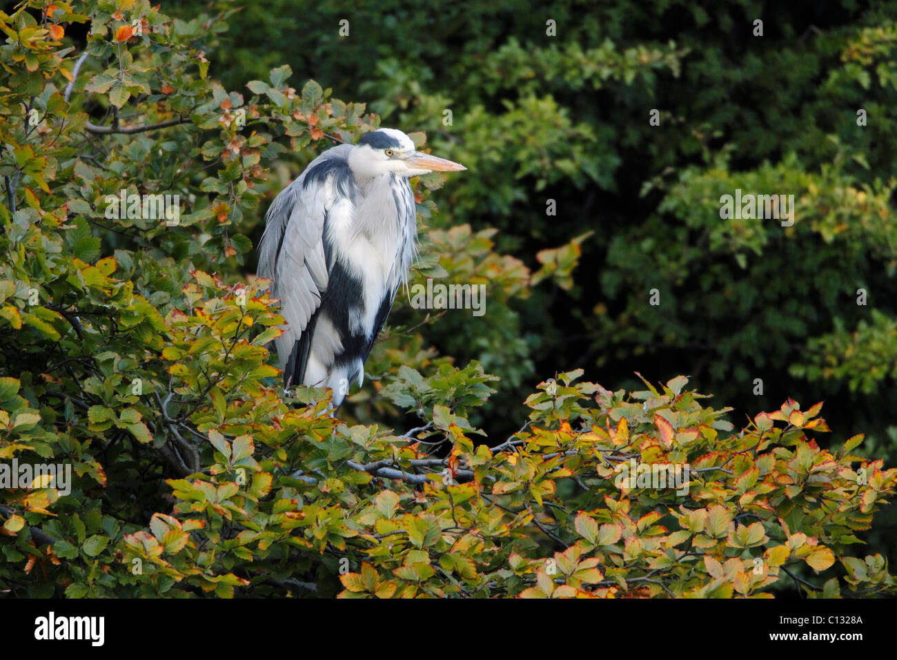 Airone cinerino (Ardea cinerea), appoggiato in faggio, autunno, Northumberland, Inghilterra Foto Stock