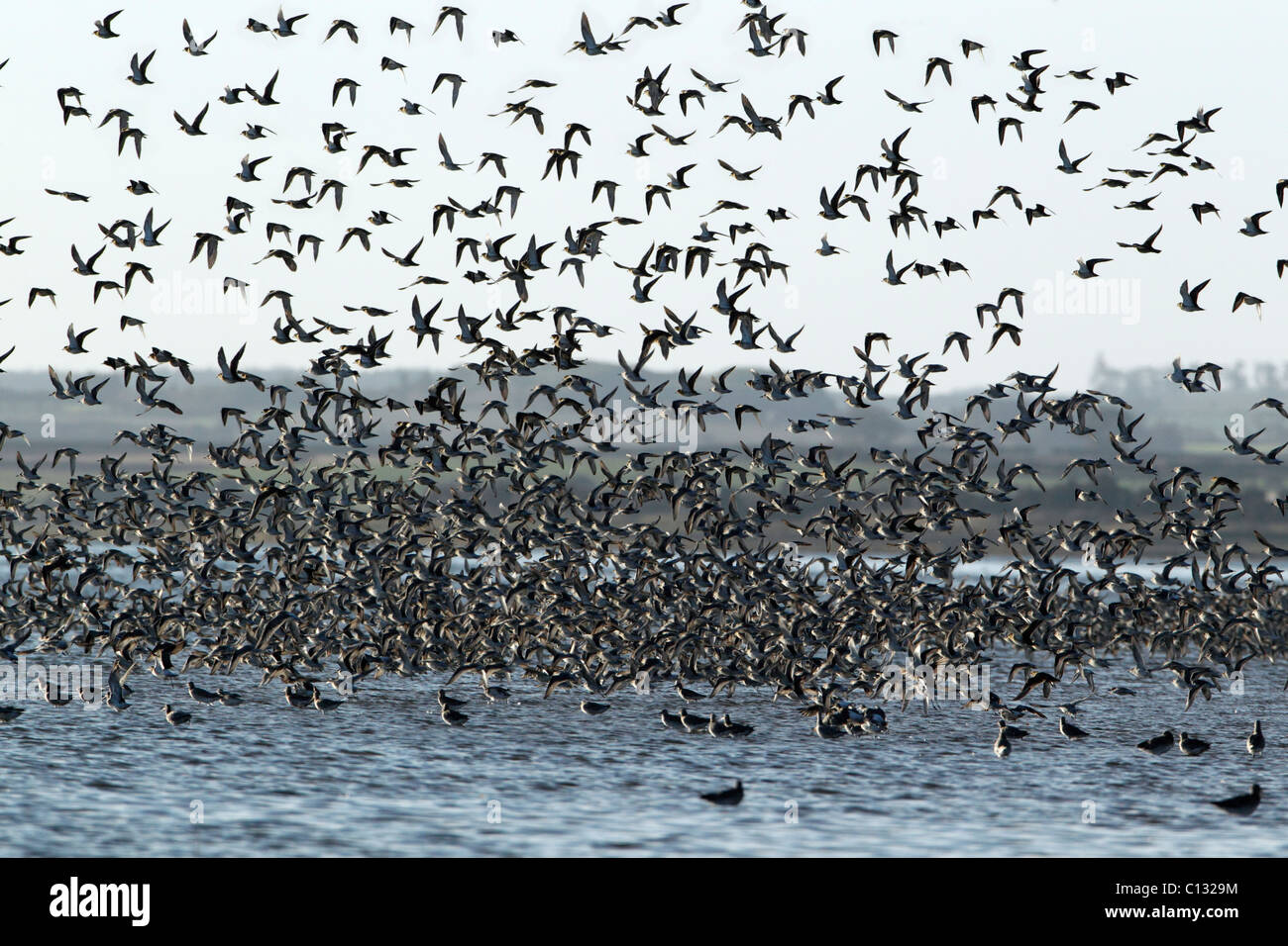 Nodo (Calidris canutus), gregge volando sul mare, Isola Santa, autunno, NNR, Northumberland, Inghilterra Foto Stock