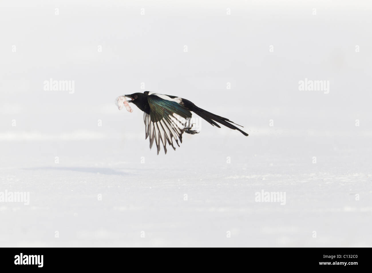 Gazza comune (Pica pica), in volo con il cibo nel becco, inverno Foto Stock