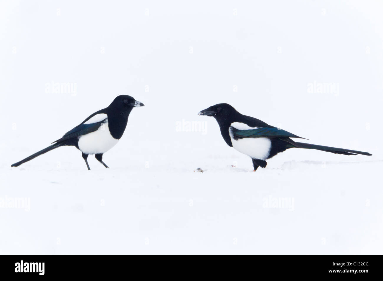 Gazza comune (Pica pica), coppia sulla coperta di neve campo, inverno Foto Stock