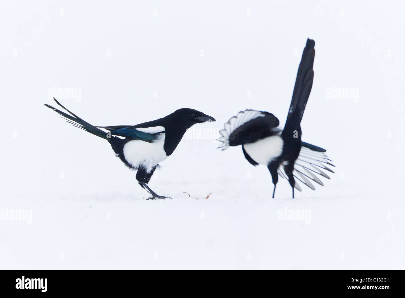 Comune (gazze Pica pica), che mostra il comportamento sociale, sulla neve campo coperto in inverno Foto Stock