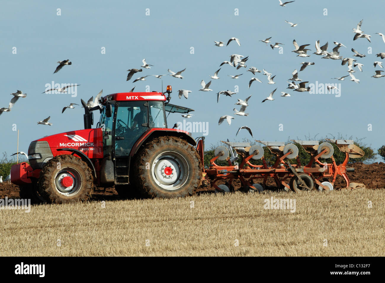 Gabbiani, (Larus sp.), a seguito di un trattore con aratro, autunno, Northumberland, Inghilterra Foto Stock