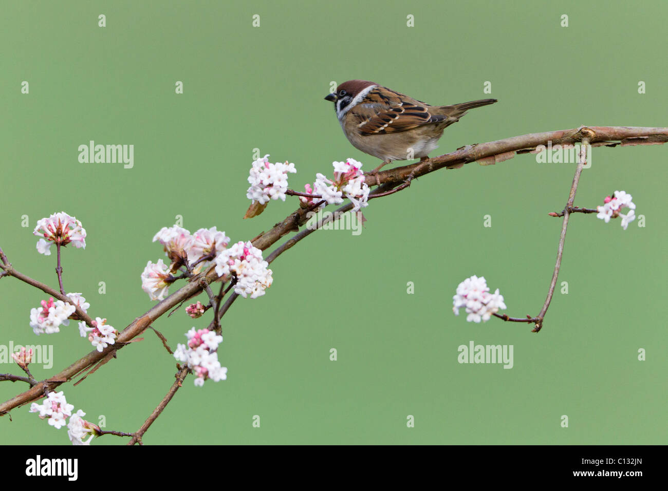 Tree Sparrow (Passer montanus), appollaiato sul ramo della fioritura Viburnum, Bassa Sassonia, Germania Foto Stock