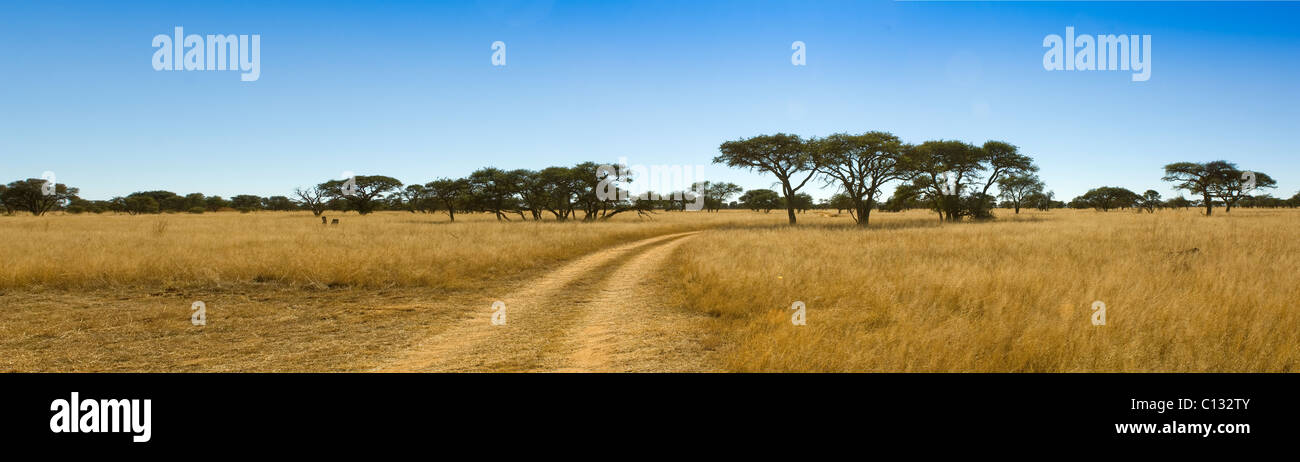 Bush africano via, nord ovest della provincia, Sud Africa Foto Stock