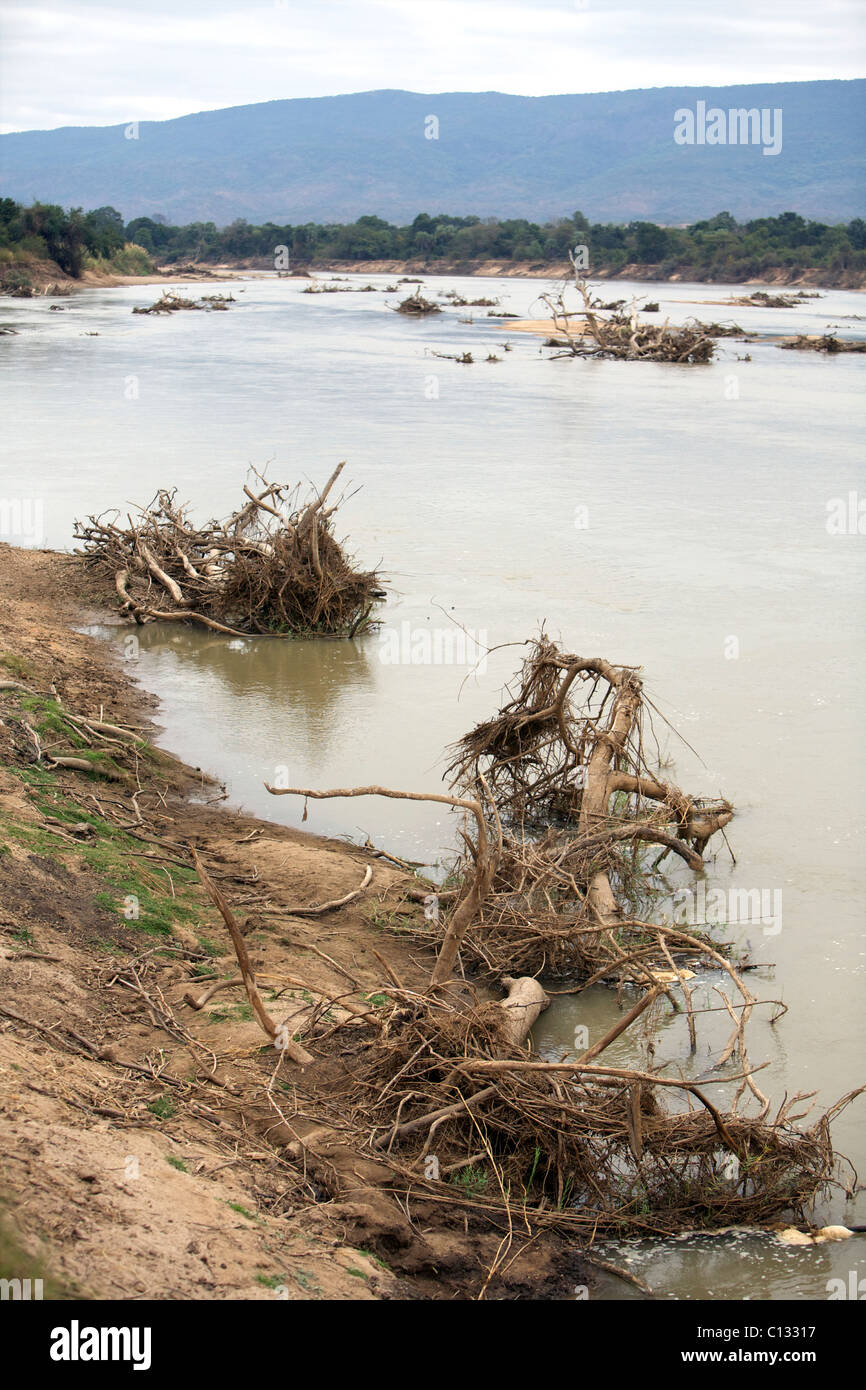 Gli alberi e le radici si trovano esposti sulle rive del fiume Luangwa dopo una forte erosione e inondazioni, Zambia Foto Stock