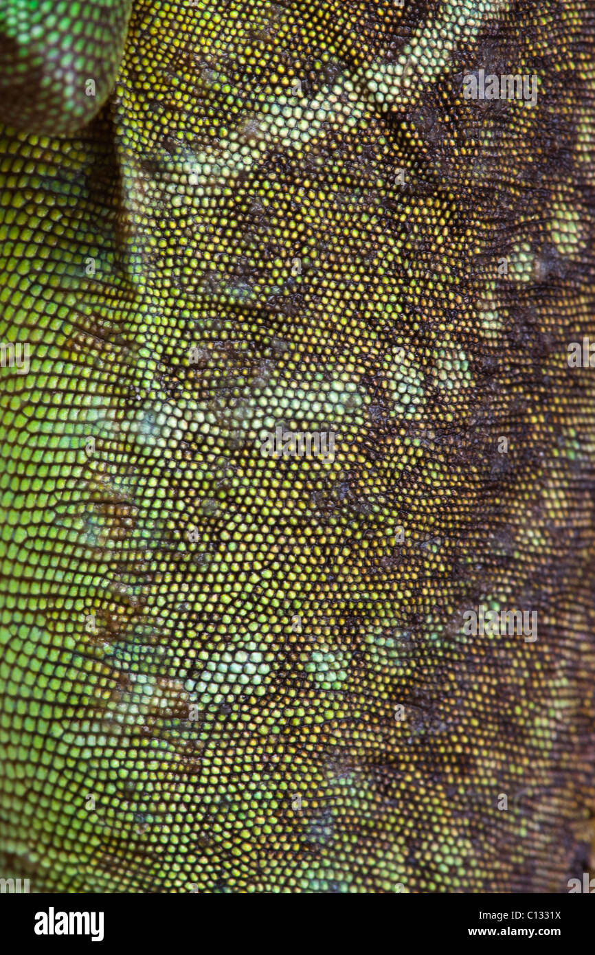 Acqua cinese Dragon Physignathus cocincinus pelle closeup Foto Stock