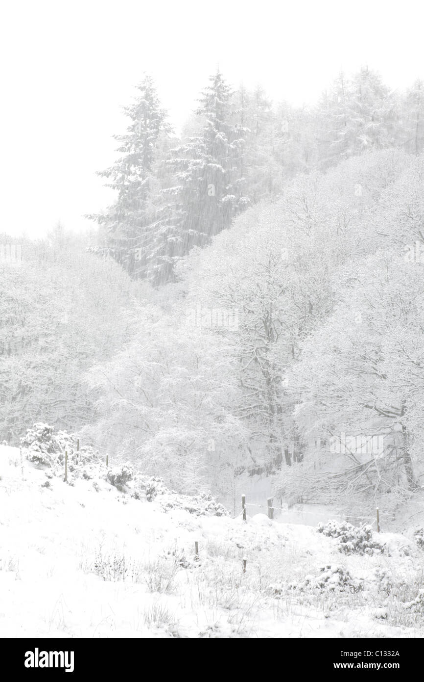 Boschi misti di conifere e Rovere (Quercus petraea) bosco durante una pesante caduta di neve. Powys, Galles. Novembre. Foto Stock