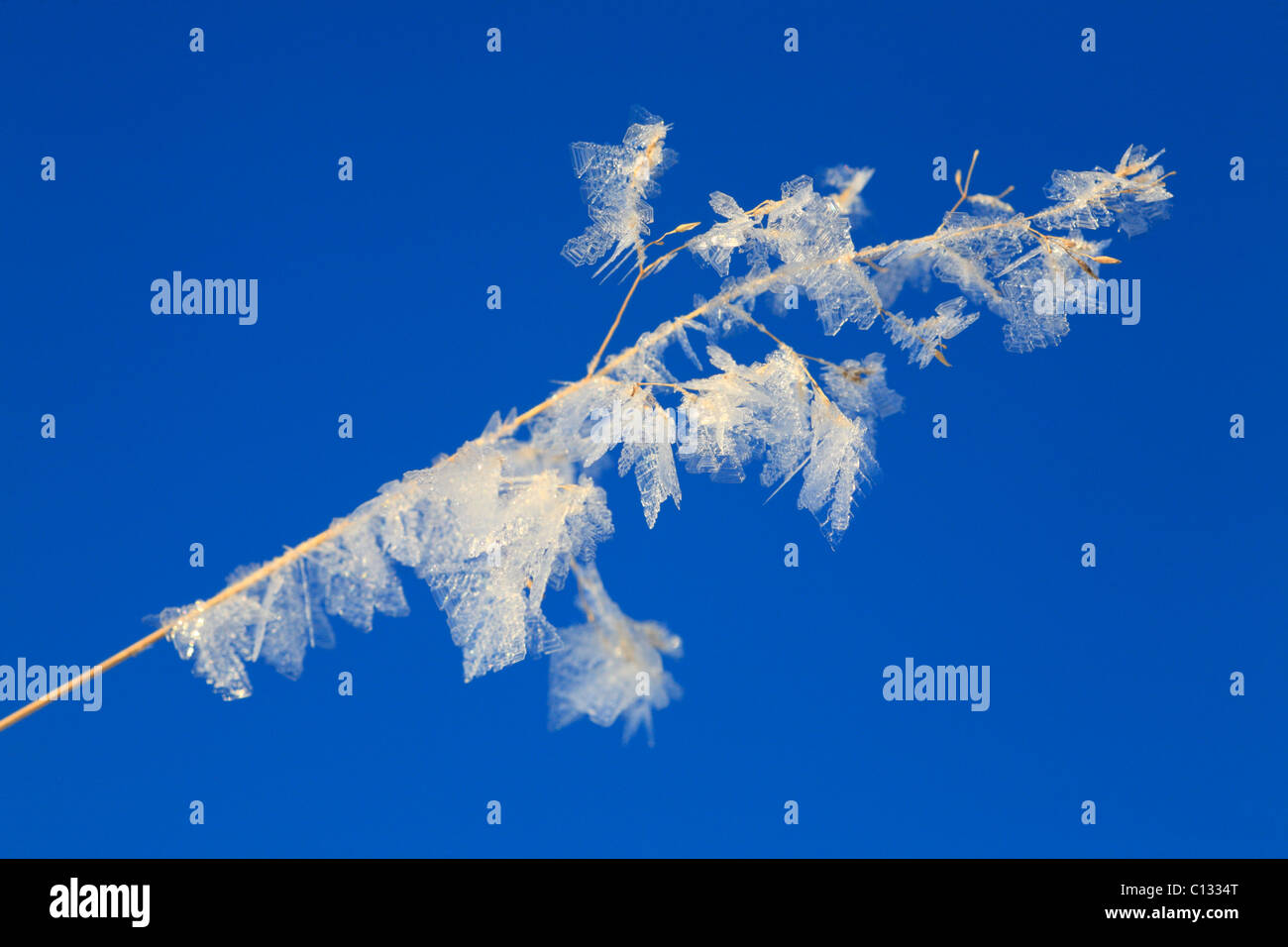 I cristalli di ghiaccio su un seedhead di festuca erba. Powys, Galles. Foto Stock