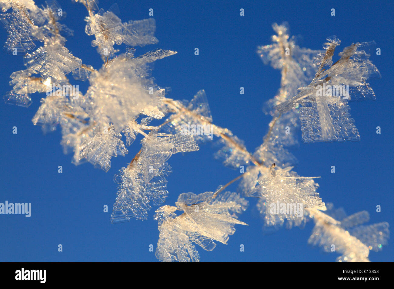 I cristalli di ghiaccio su un seedhead di festuca erba. Powys, Galles. Dicembre. Foto Stock