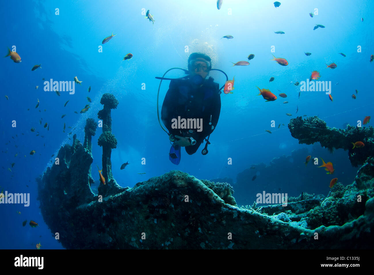 Relitto della Kingson & subacqueo, Shag Rock, Mar Rosso Foto Stock