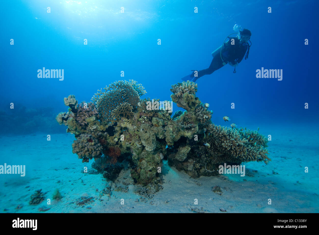 Coral bommie e subacqueo, Stingray City, Sharm El Sheikh, Mar Rosso Foto Stock