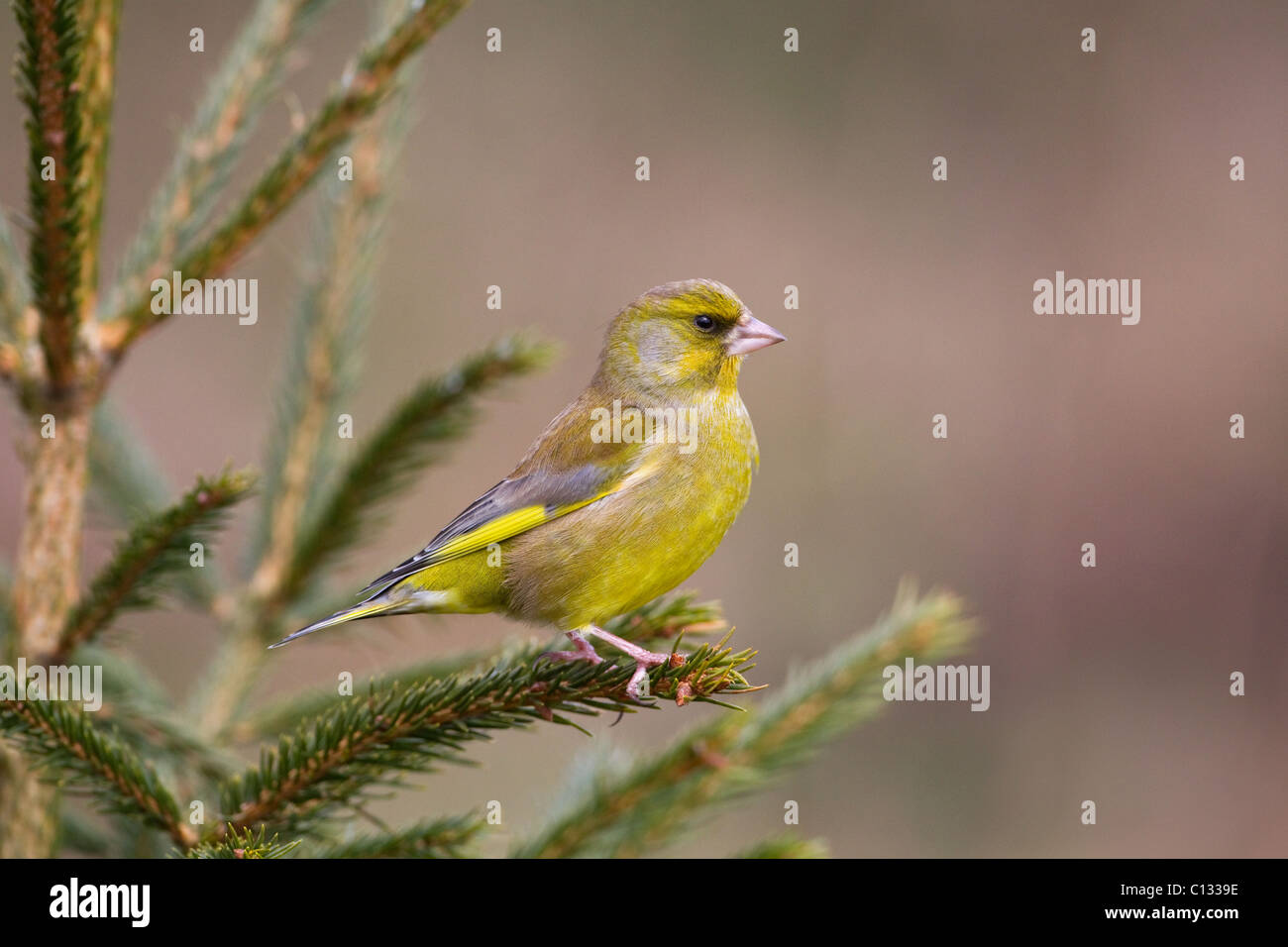 Green Finch Carduelis chloris maschio in conifer Foto Stock