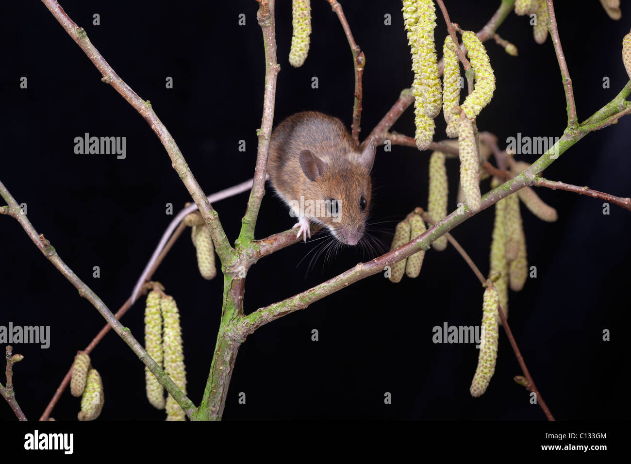 Wood Mouse Apodemus sylvaticus su hazelbranch con amenti Foto Stock
