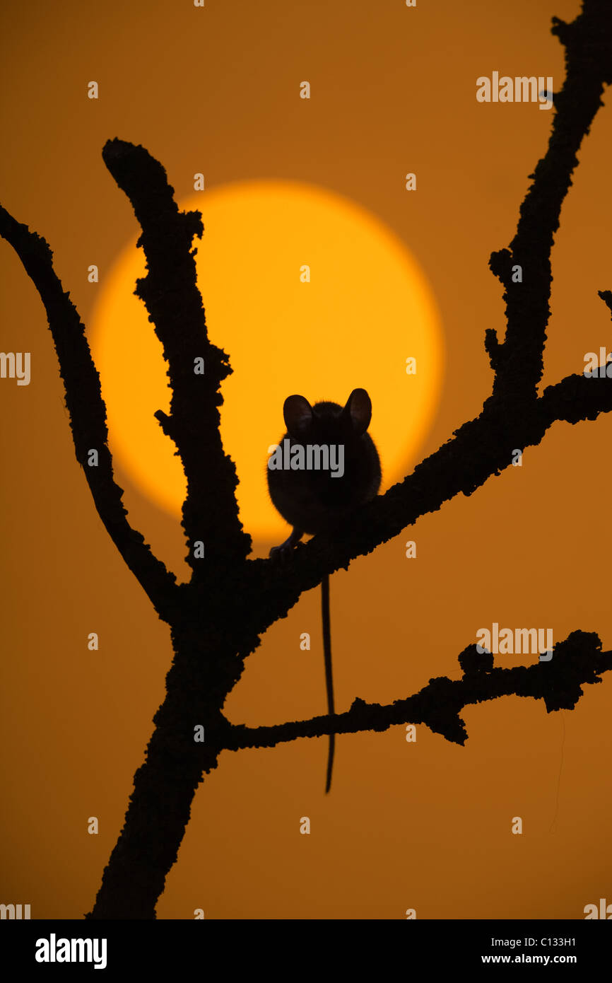 Wood Mouse Apodemus sylvaticus sul ramo al tramonto Foto Stock