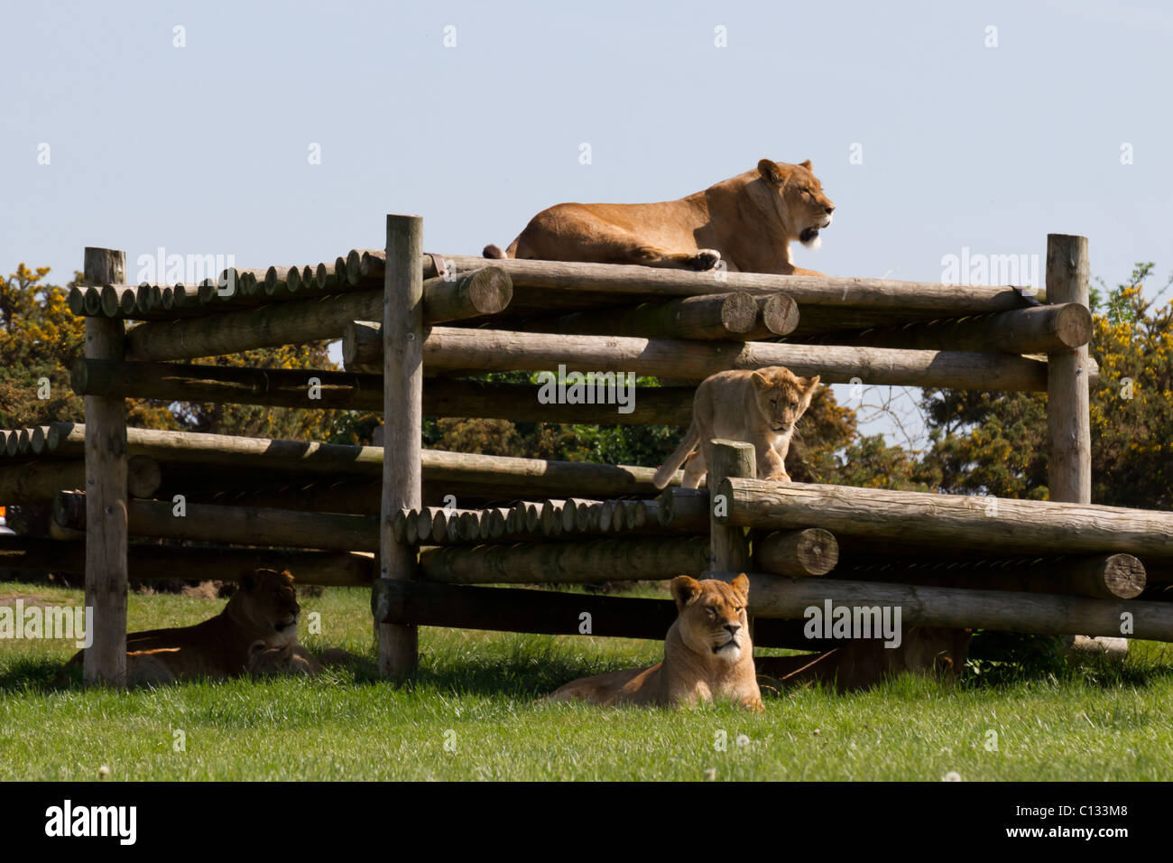 3 leonesse e un cub appoggiato su una struttura di registro a West Midland Safari Park. Foto Stock