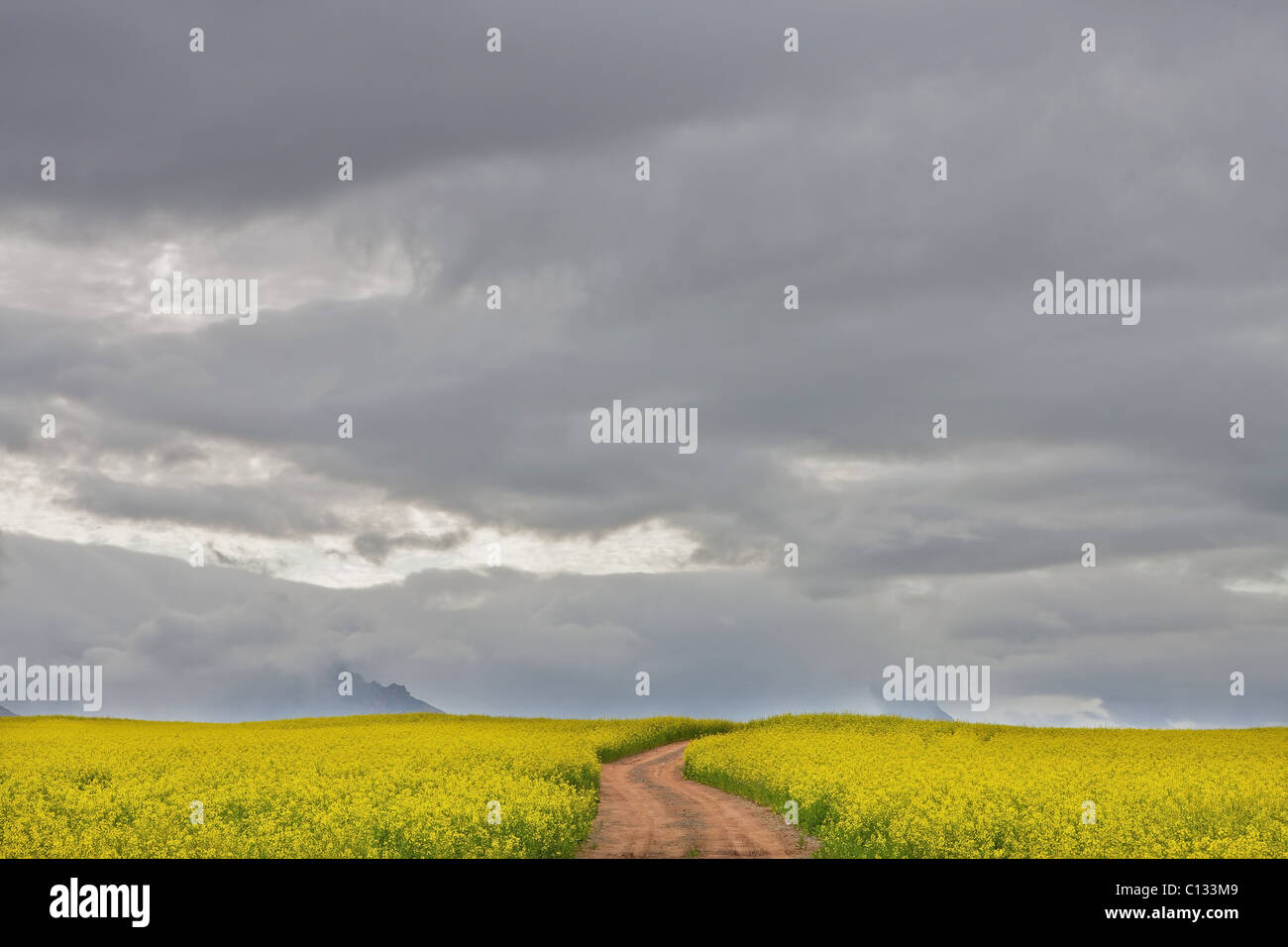 Nuvole temporalesche la raccolta di oltre il campo di granola, vicino Piketberg, Provincia del Capo Occidentale, Sud Africa Foto Stock