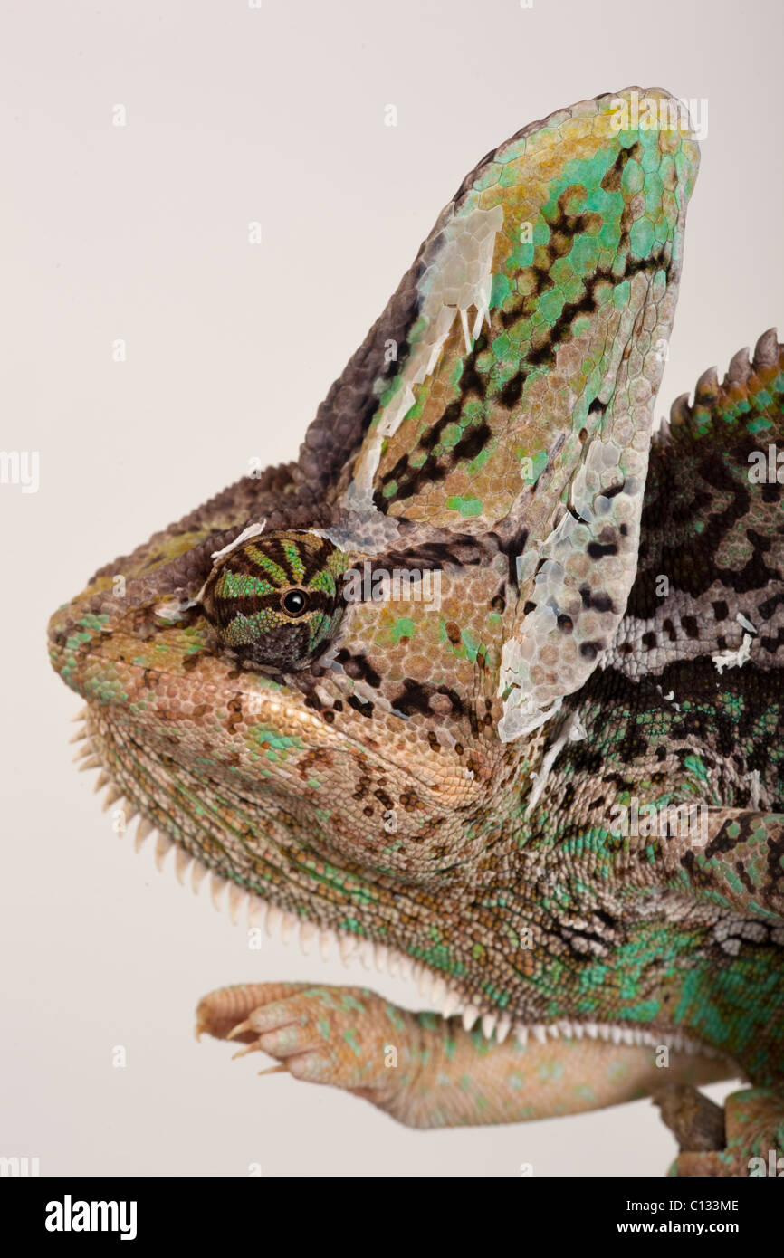 Yemen o velati camaleonte Chamaeleo calytratus occhio particolare Foto Stock