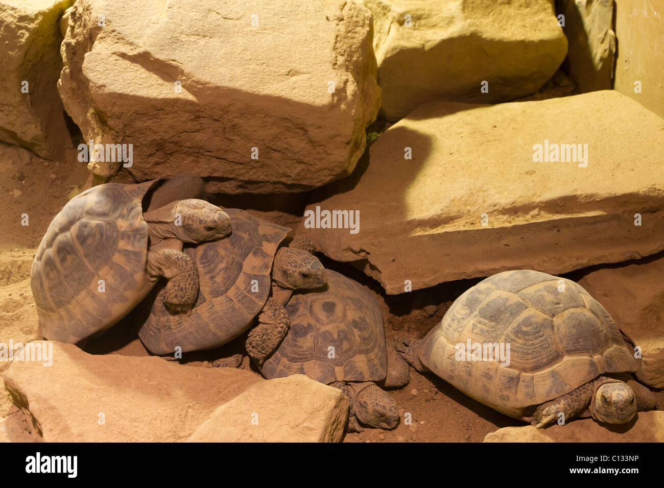 Tartarughe arrampicarsi su un altro . Foto Stock