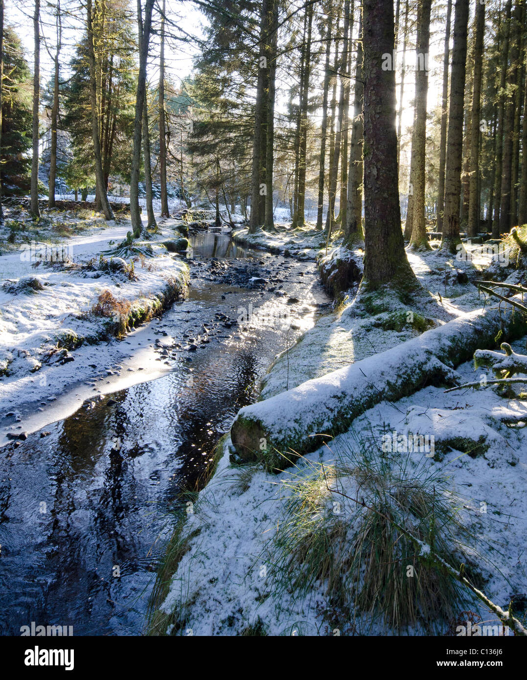 Dettaglio del bosco innevato scena con maturi alberi di conifere e neve con la luce che brilla attraverso Foto Stock