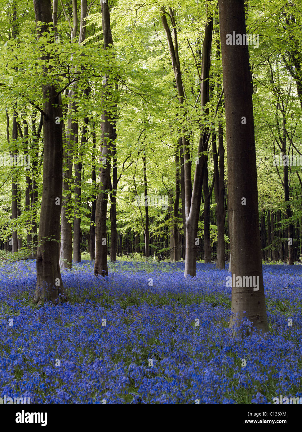 Bluebells nella zona ovest di bosco in prossimità di Marlborough nel Wiltshire. Foto Stock