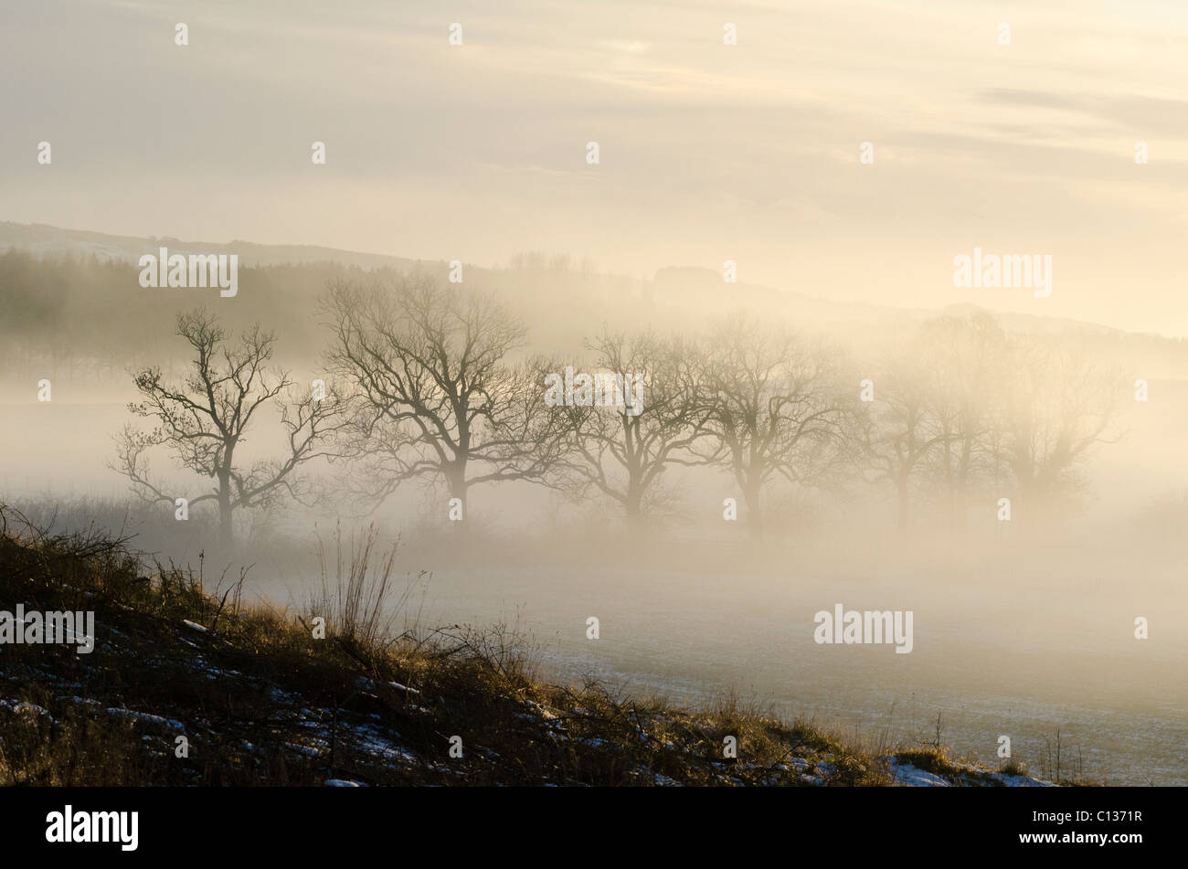 Tramonto che brilla attraverso gli alberi con nebbia e deep frost Foto Stock