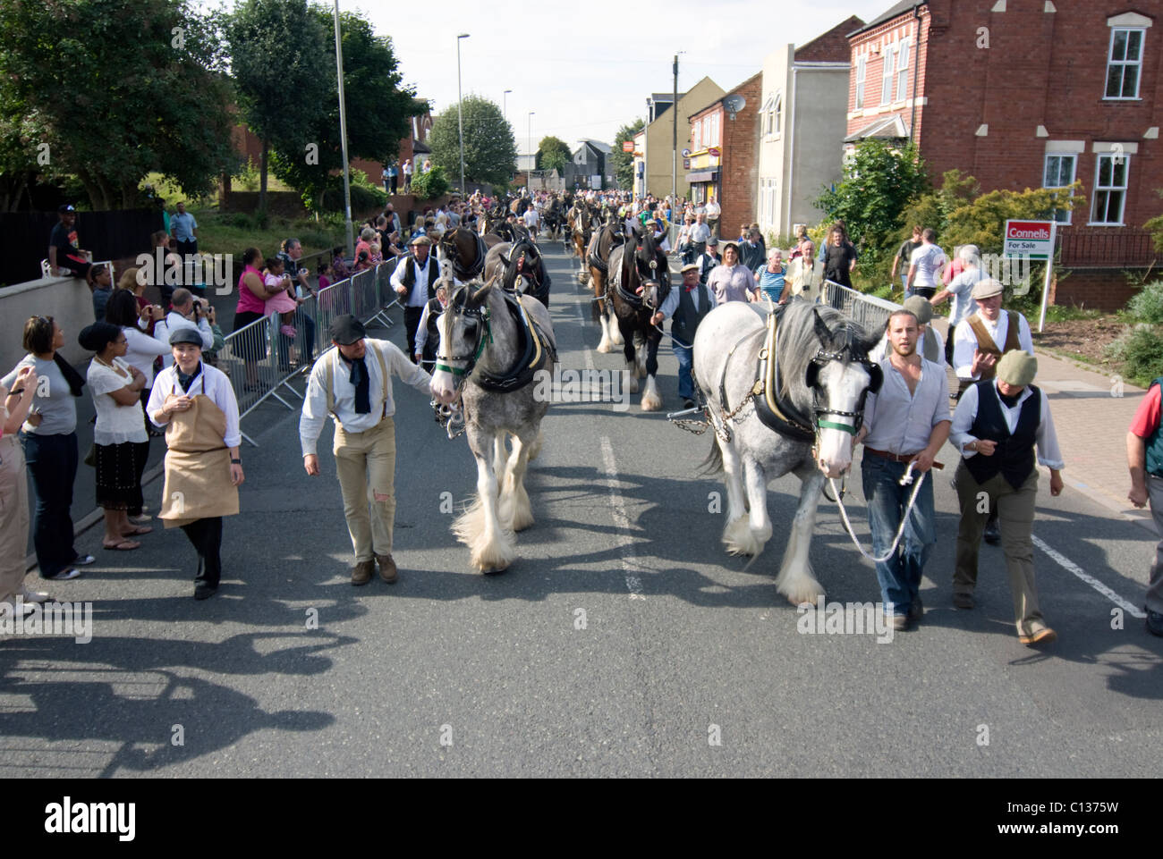 Shire cavalli in una processione Foto Stock