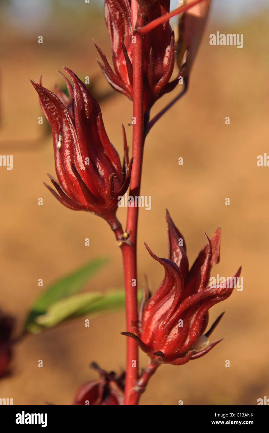 Rosso dei fiori della pianta di Roselle, utilizzato per la fabbricazione di  succo di bissap. Pays Dogon del Mali Foto stock - Alamy
